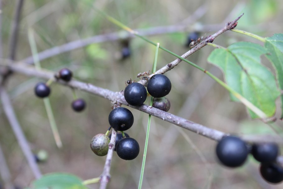 Крушина ольховидная дерево