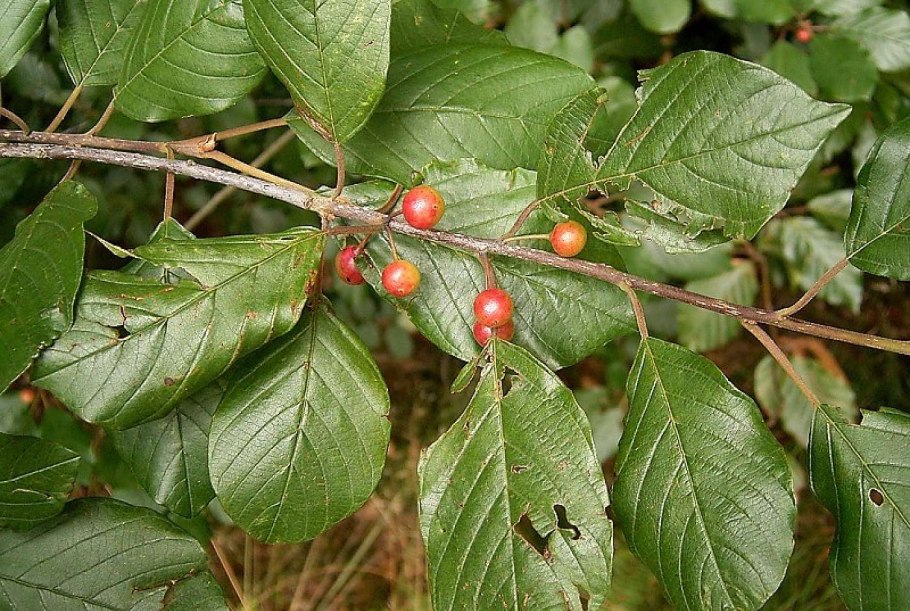 Крушина ломкая (frangula alnus)