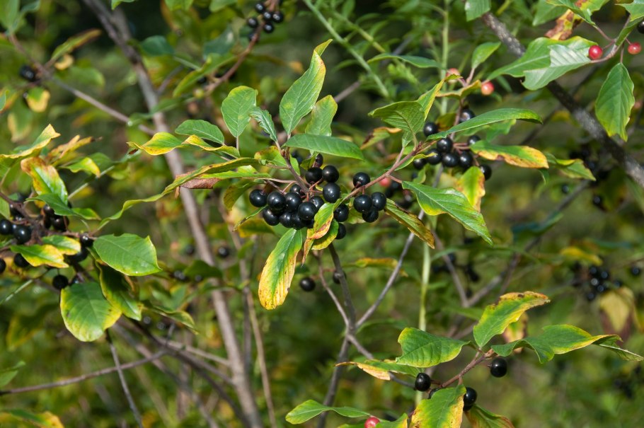 Жостер слабительный (rhamnus cathartica)