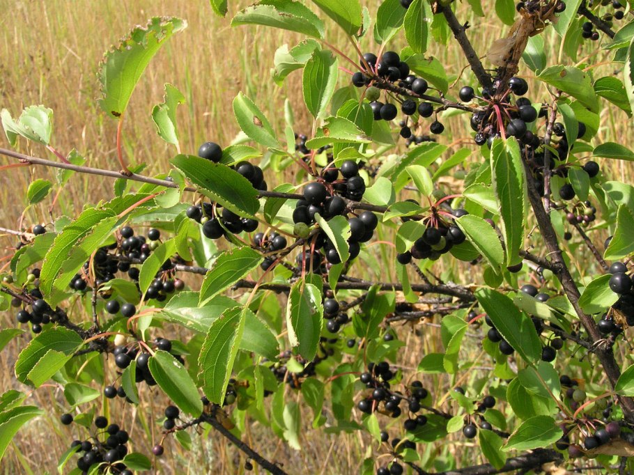 Крушина слабительная