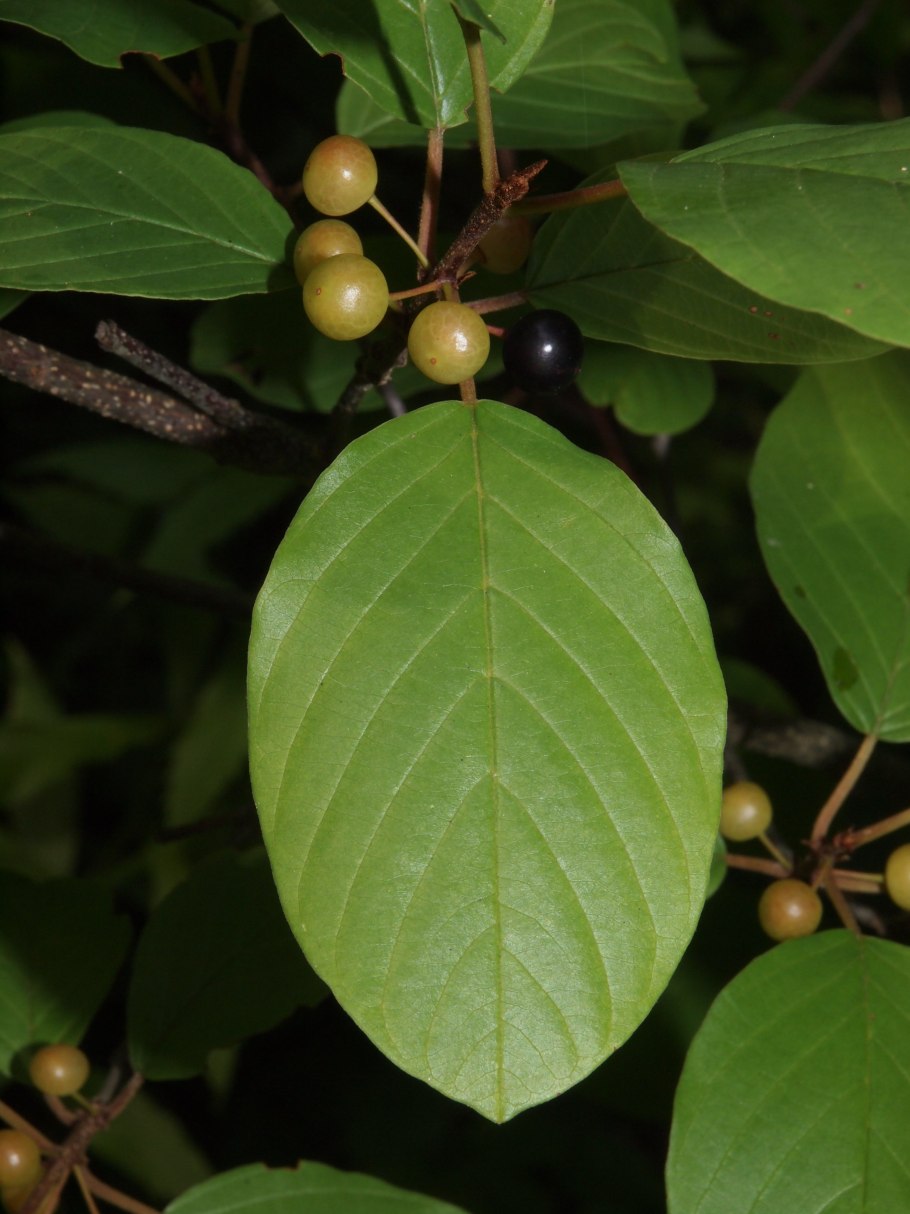 Frangula alnus