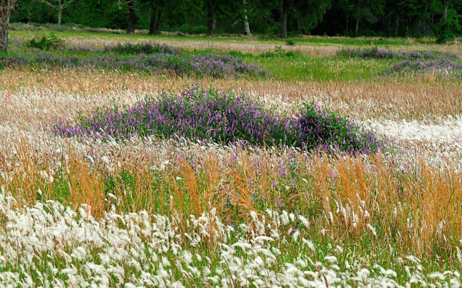 Природа разнотравье