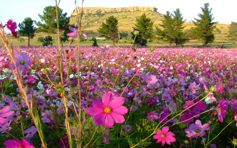 Космея розовая Долина