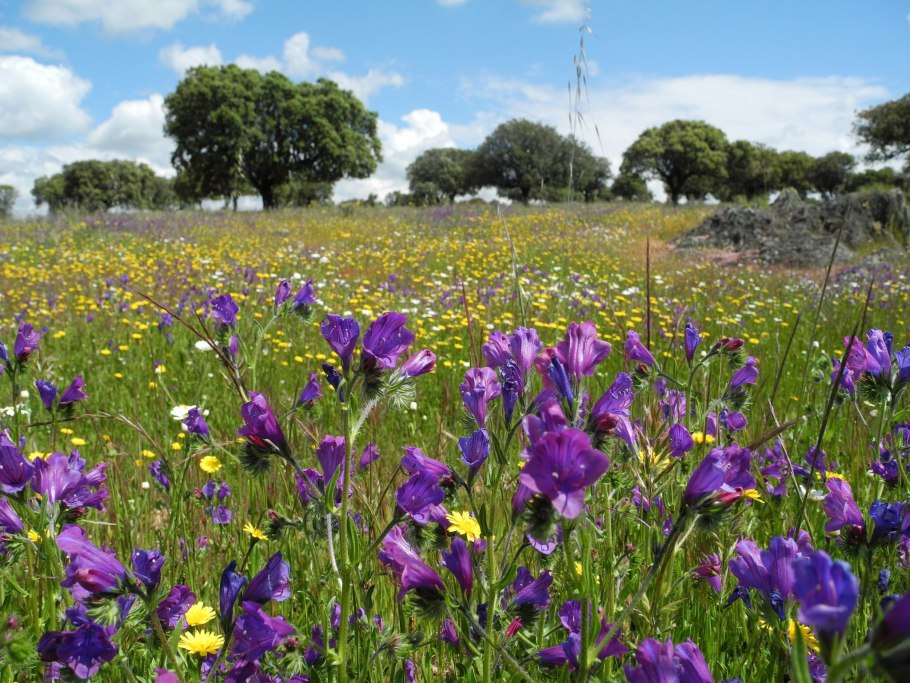 Мавританский газон Альпийский луг