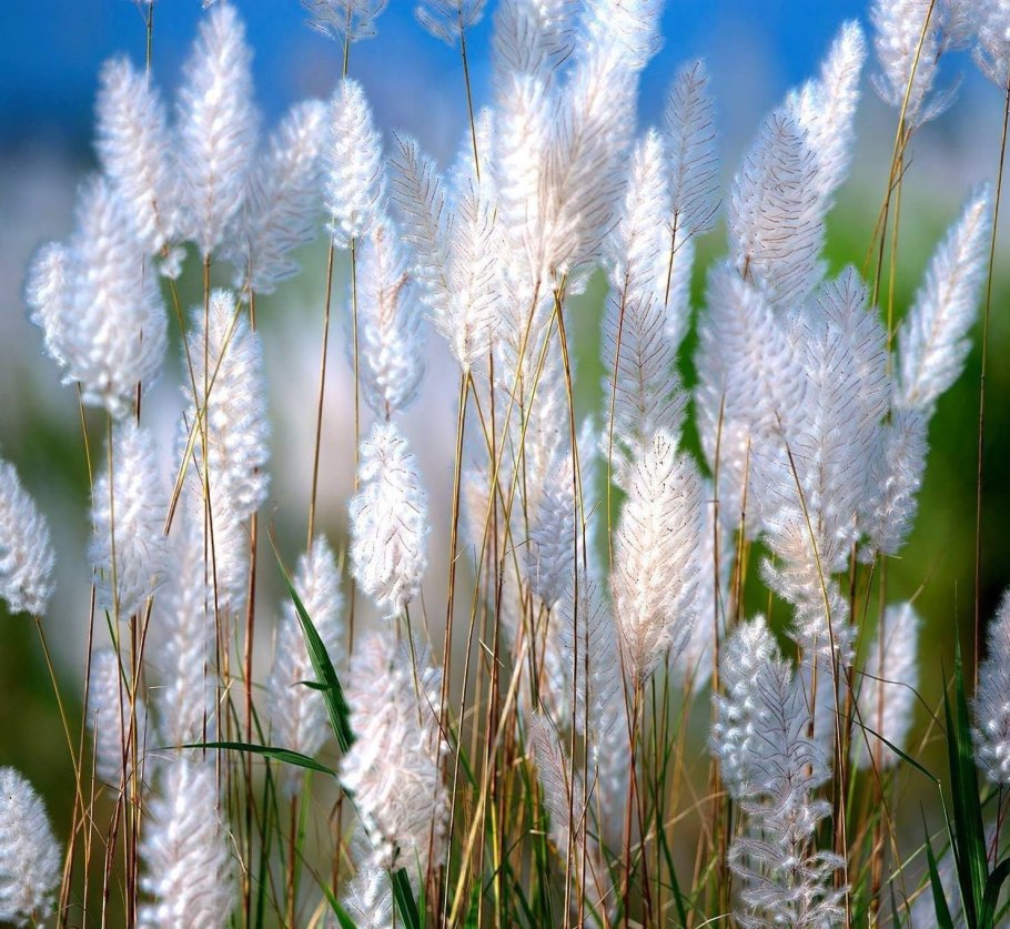 Трава цветет