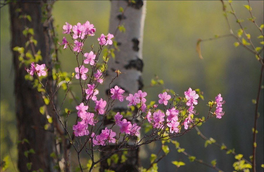 Рододендрон Даурский цветение