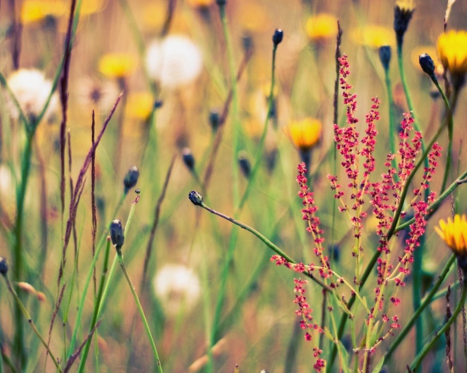 Луговое разнотравье Клевер
