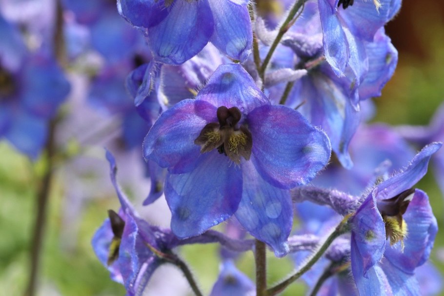 Delphinium cultorum