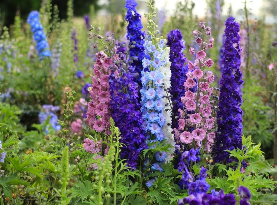 Живокость сетчатоплодная