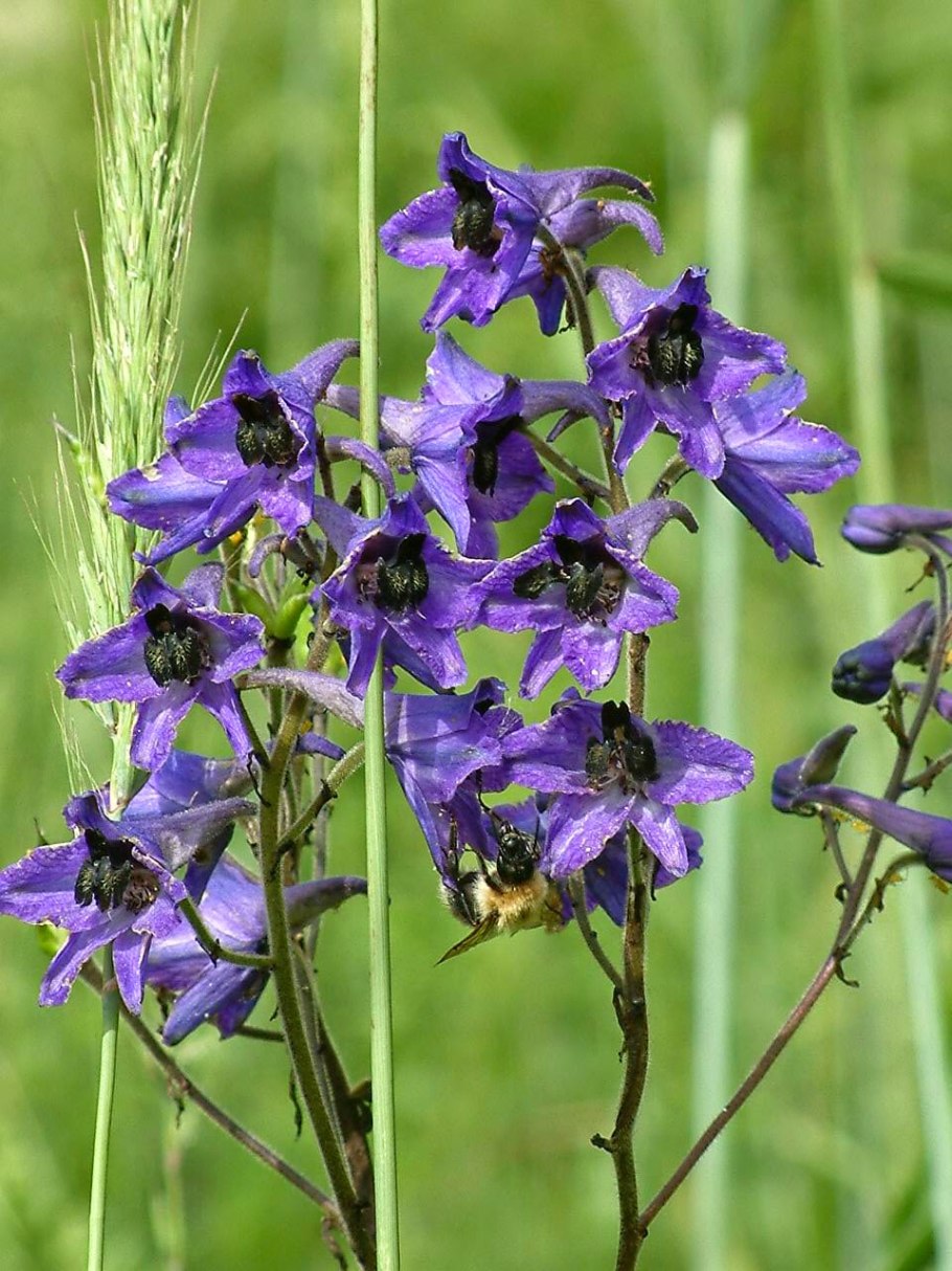 Растение дельфиниум