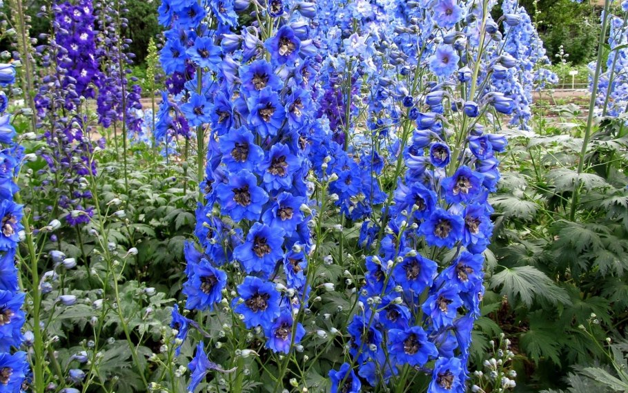 Живокость сетчатоплодная