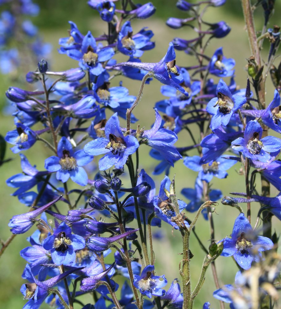 Дельфиниум Delphinium