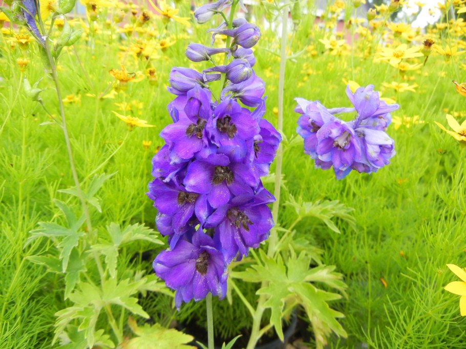 Дельфиниум растение