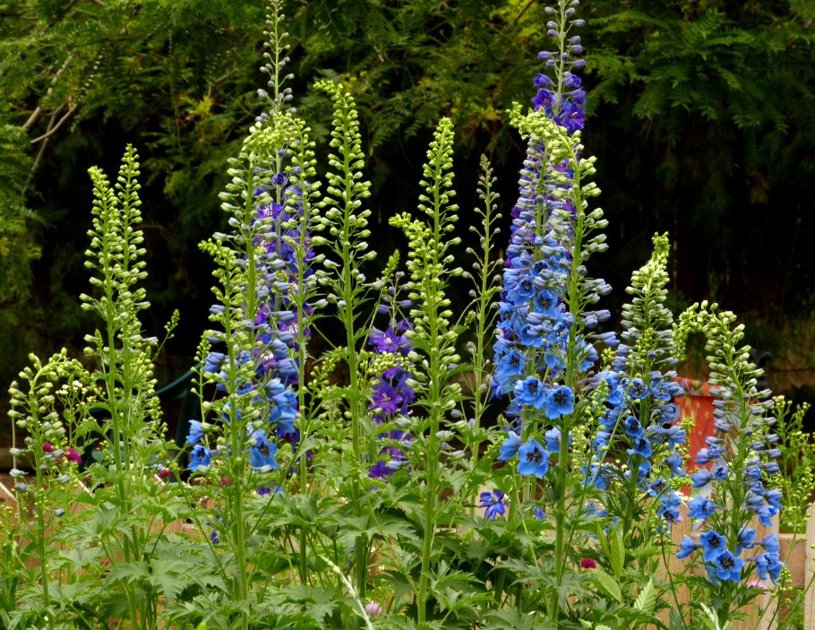 Консолида живокость Полевая