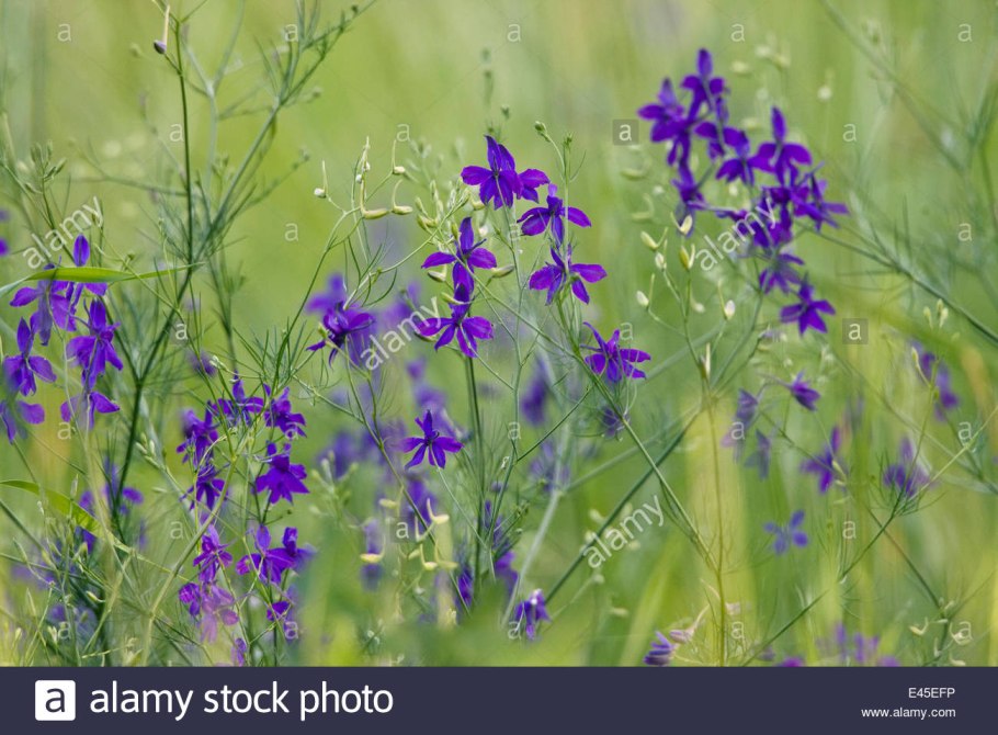 Цветы дельфиниум