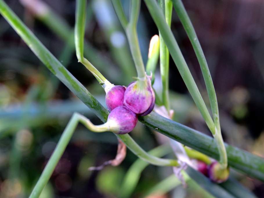 Лук репчатый Allium Cepa l.
