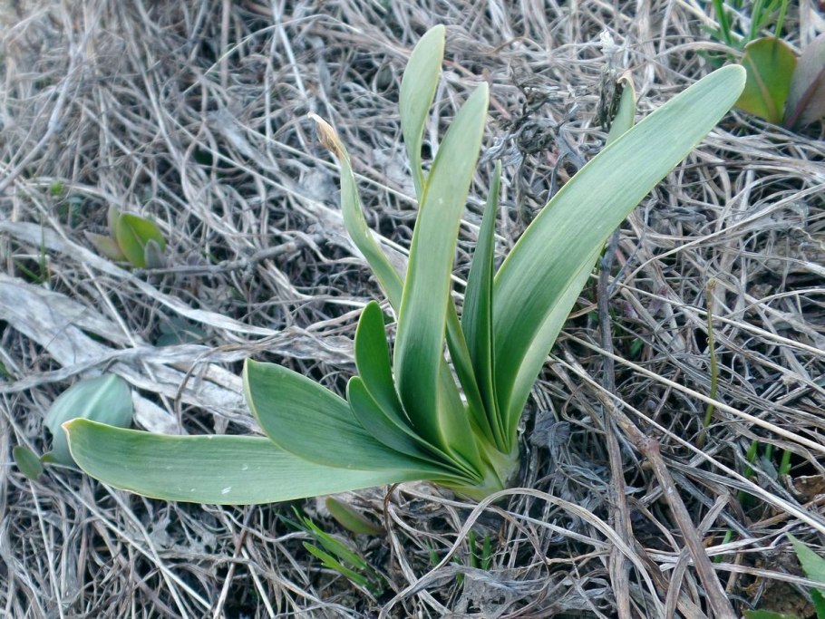 Аллиум Неаполитанский