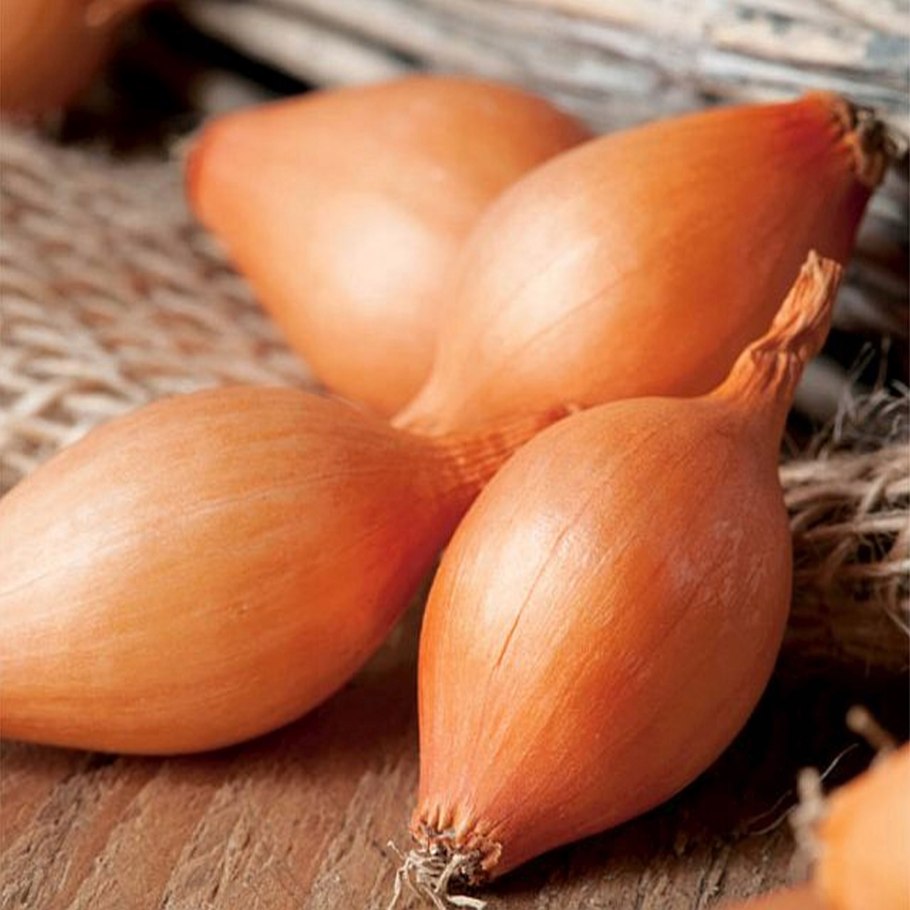 Allium schoenoprasum лук скорода