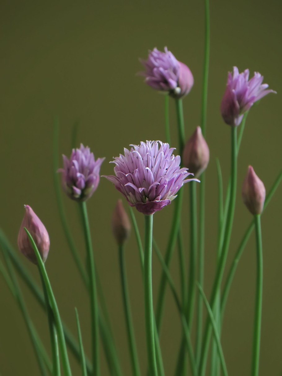 Лук порей 2021