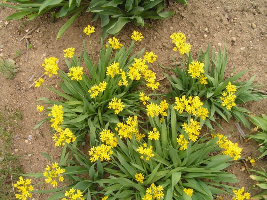 Лук многоярусный