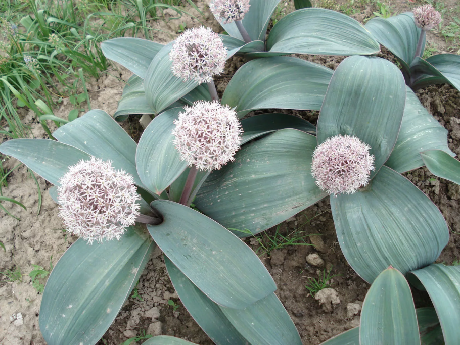 Гусинолук зернистый