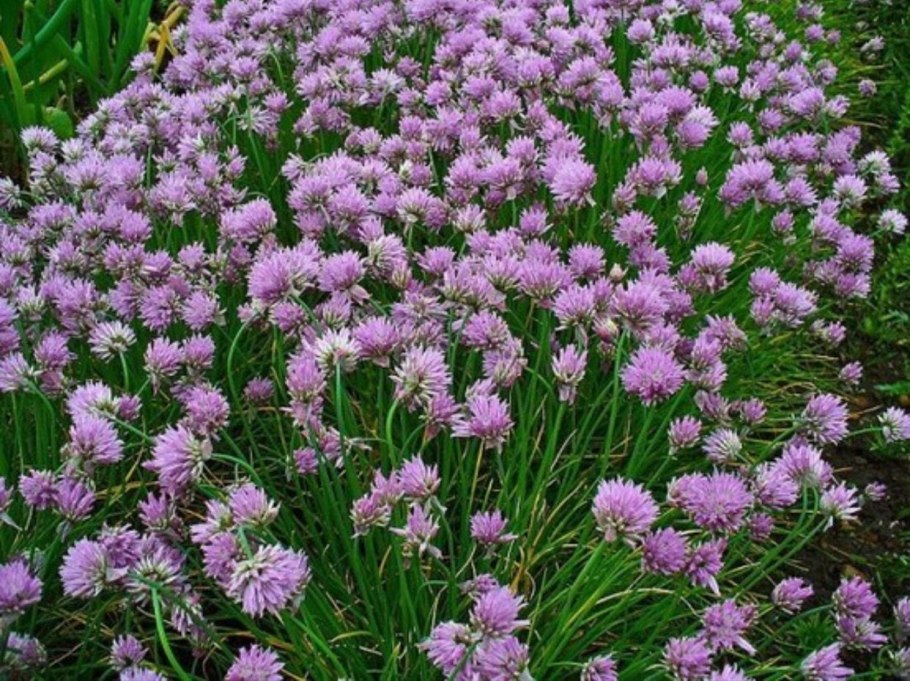 Allium schoenoprasum