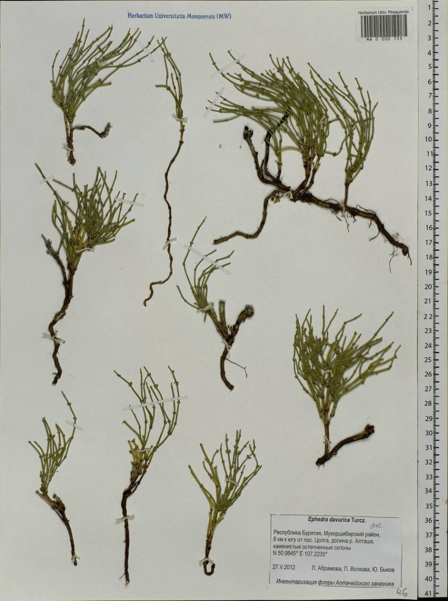 Хвойник двухколосковый