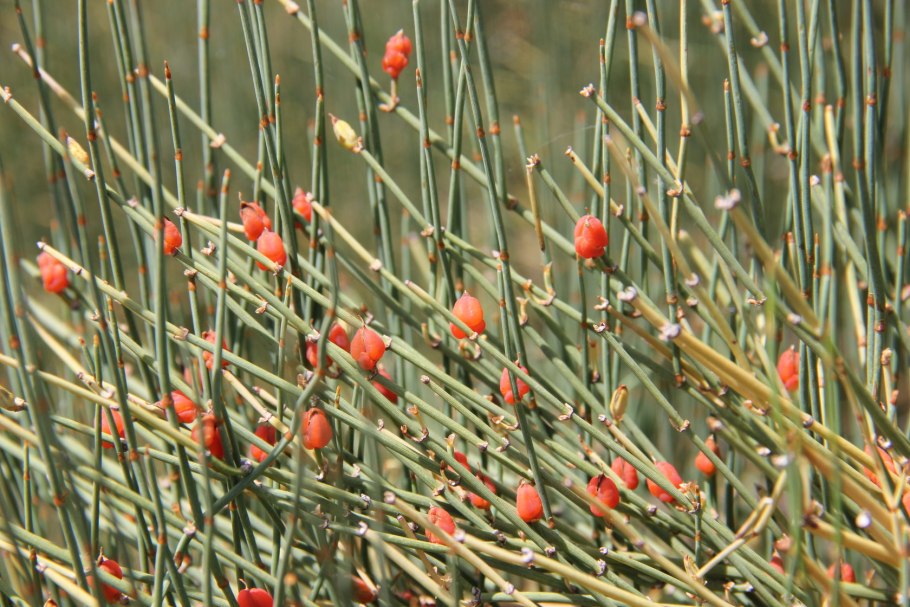 Ephedra vulgaris