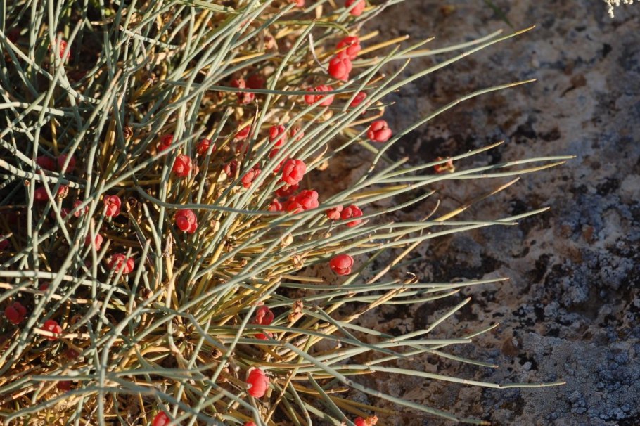 Ephedra distachya
