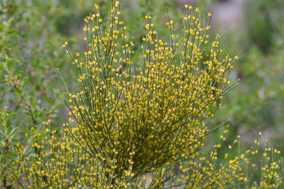 Ephedra vulgaris