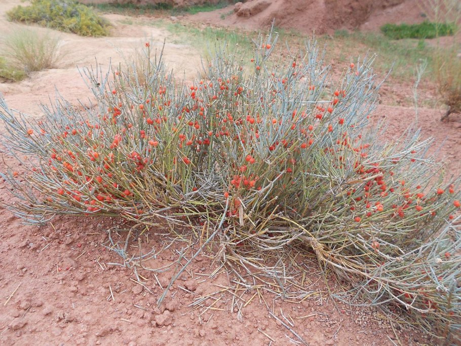 Ephedra distachya