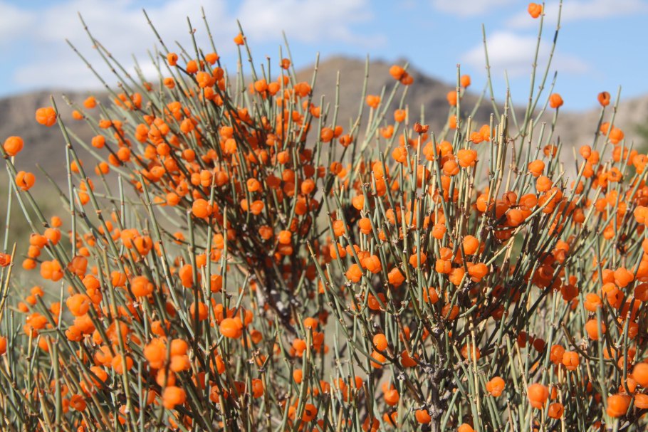 Эфедра двухколосковая ephedra distachya