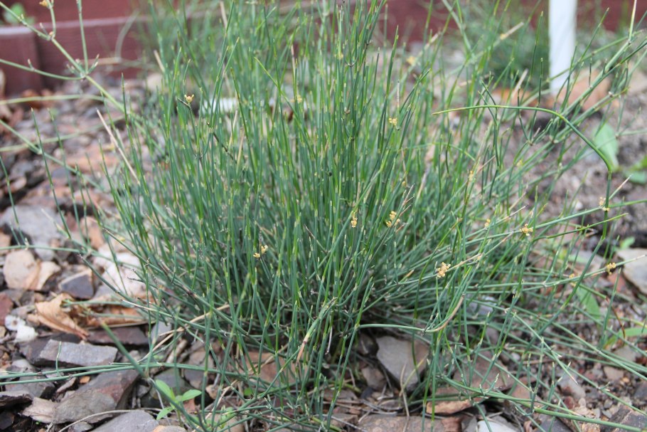 Эфедра растение