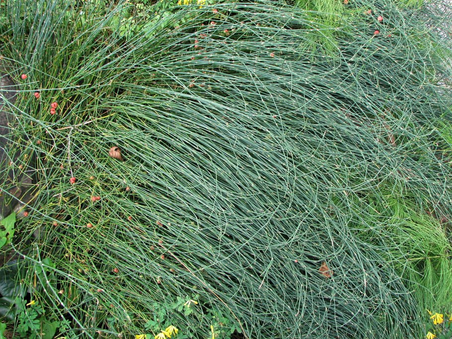 Ephedra distachya