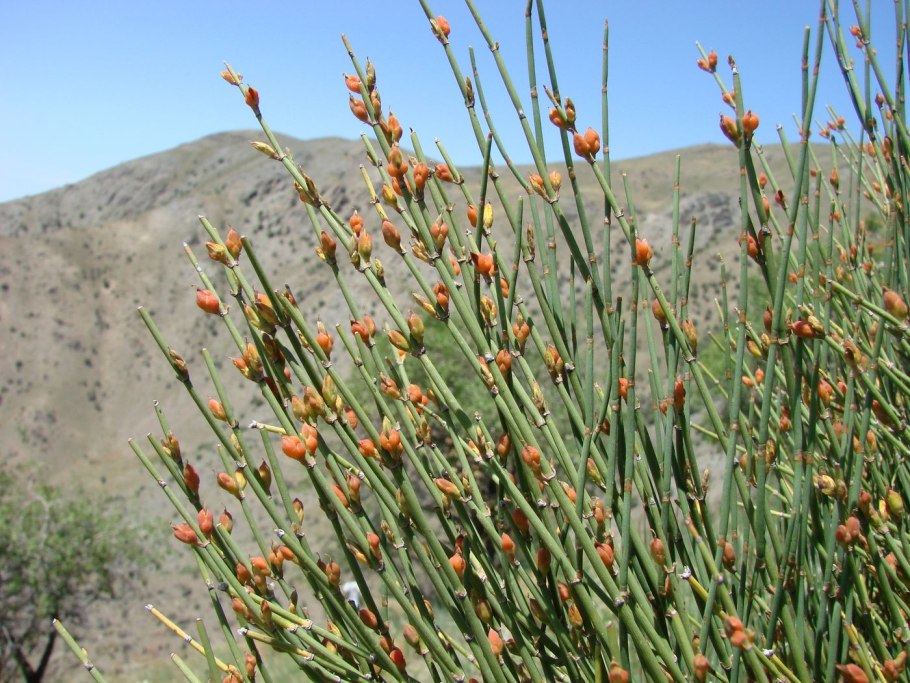 Ephedra strobilacea