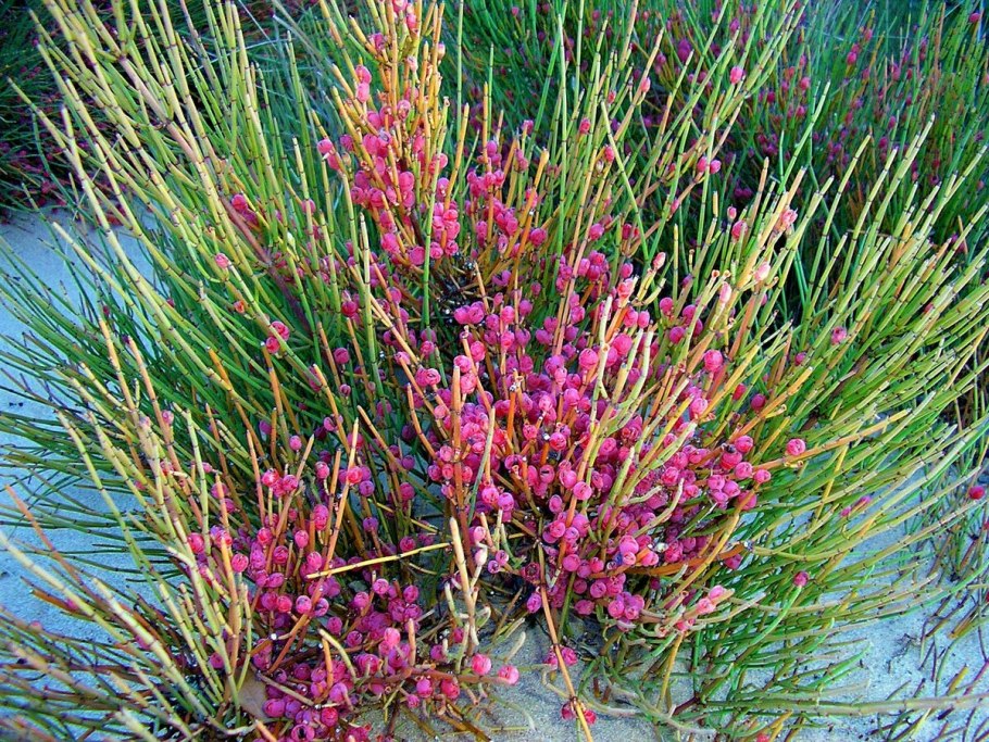 Ephedra fragilis