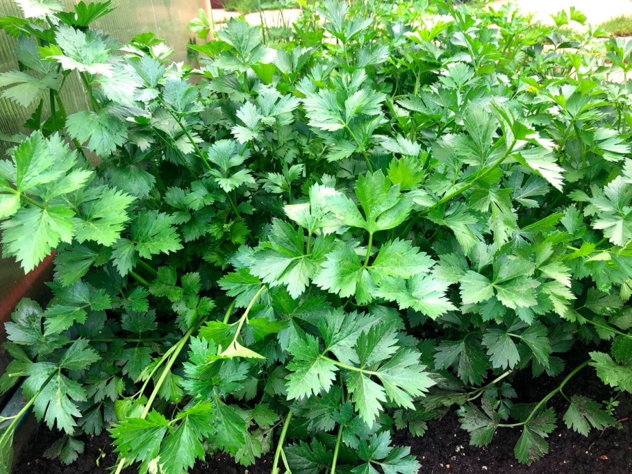 Сельдерей клубневой