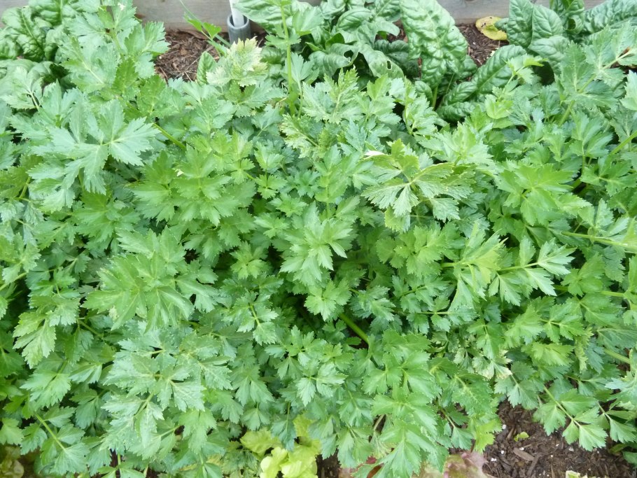 Сельдерей листовой