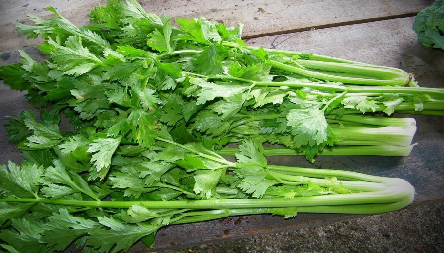 Картинки по запросу сельдерей листовой Сенеж