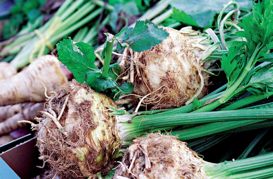 Сельдерей клубневый