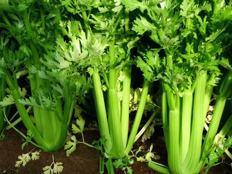 Какие листья у сельдерея