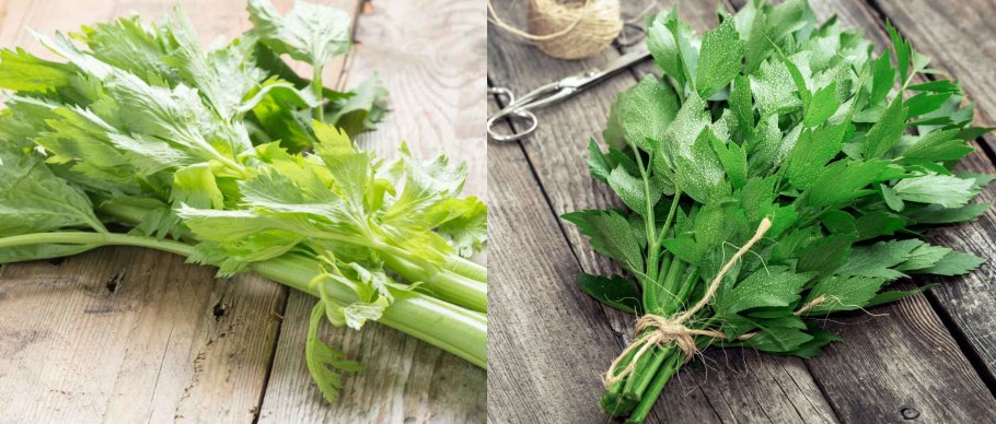 Сельдерей на вкус напоминает