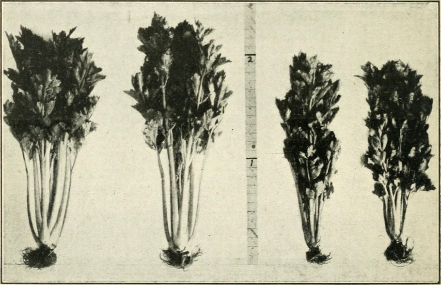 Сельдереевые семейство