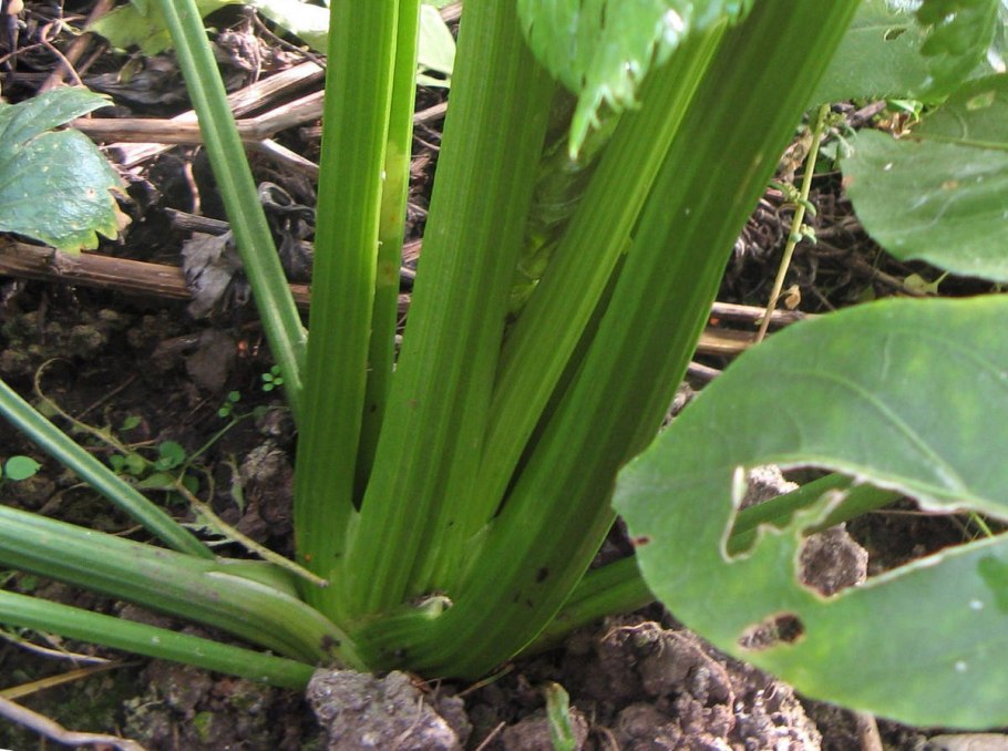 Сельдерей черешковый (стеблевой)