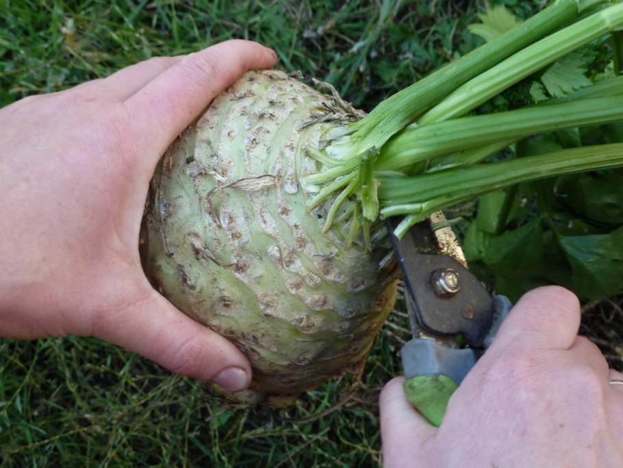 Сельдерей корневой