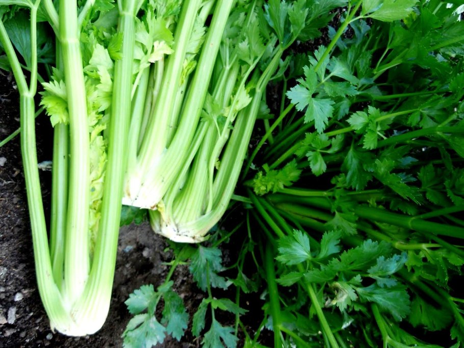 Сельдерей черешковый юта