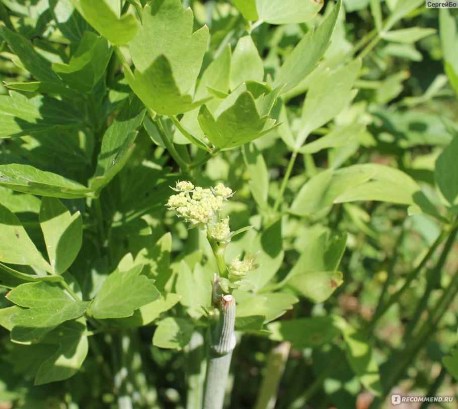 Сельдерей корневой выращивание и уход в открытом грунте