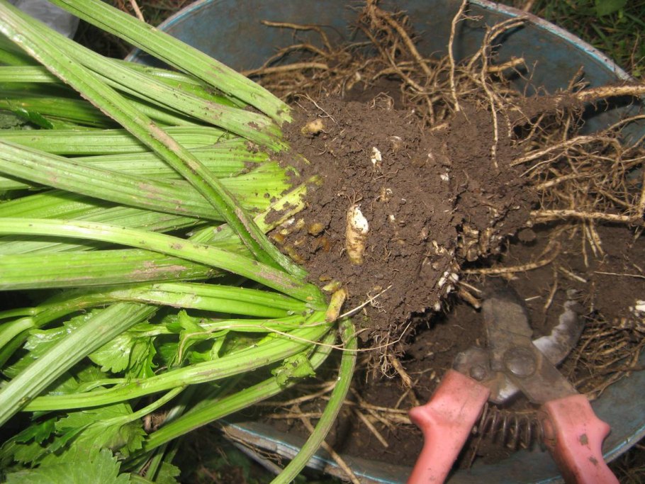 Сельдерей корневой когда убирать