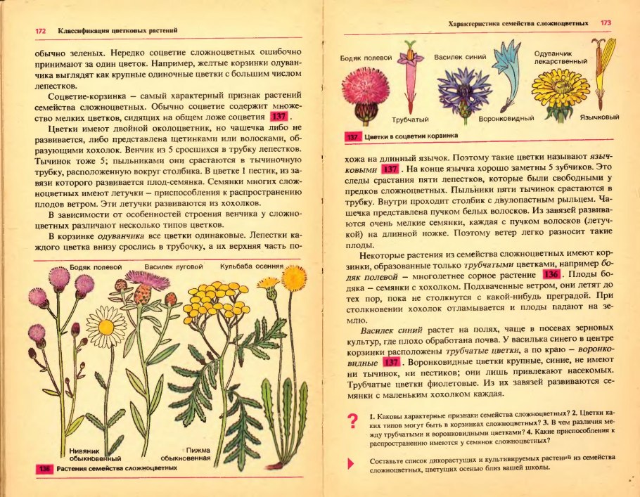Воронковидные цветки семейства Сложноцветные