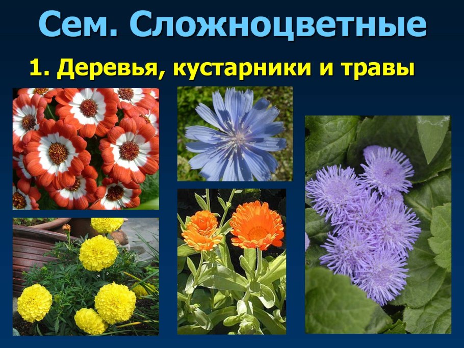 Типы цветков сложноцветных